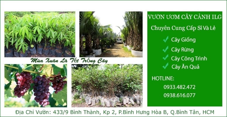 Ảnh bìa I Love Gardening (ILG) - Vườn Cây Cảnh Bình Tân