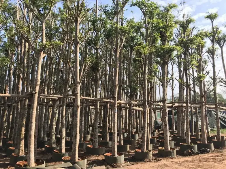 Cây Cảnh Sài Gòn - Nhà Vườn & Cây Cảnh Thủ Đức