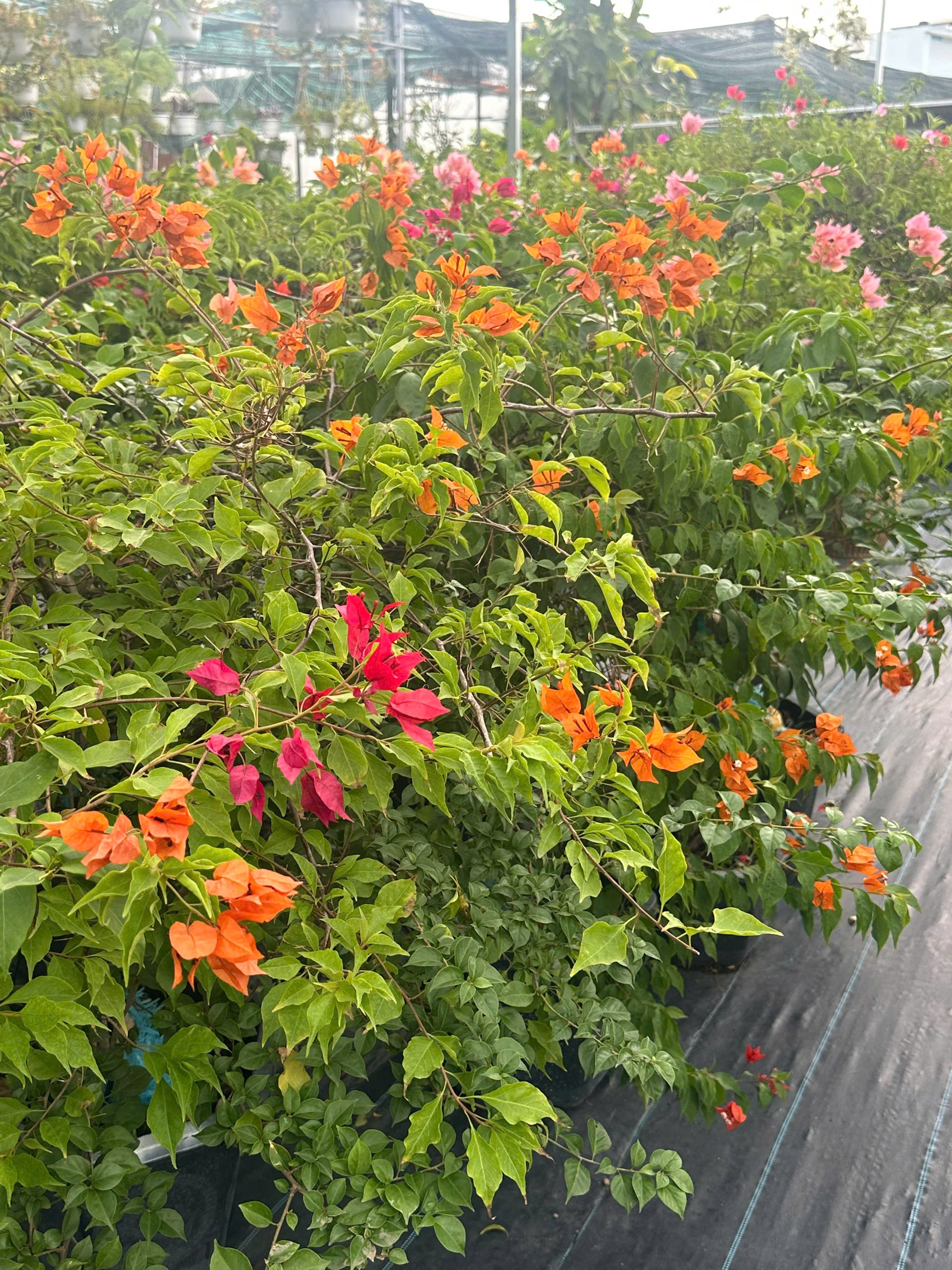 Ảnh bìa Vựa Kiểng Năm Bông - Cửa Hàng Cây Kiểng Hóc Môn