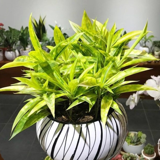 Ảnh bìa Vựa Kiểng Sài Gòn - Cây Cảnh & Cây Công Trình