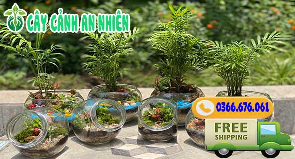 Ảnh bìa Cây Cảnh An Nhiên - Cây Cảnh & Chậu Kiểng Gò Vấp