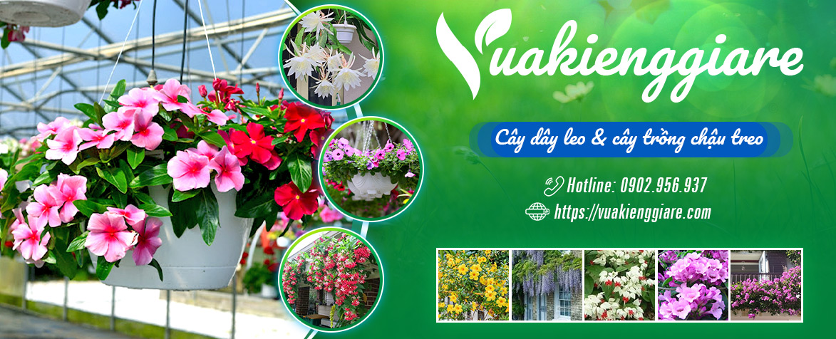 Ảnh bìa Vựa Kiểng Giá Rẻ - Cây Kiểng & Cây Ăn Trái Quận 12